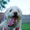 happy dog at pet boarding in Brisbane