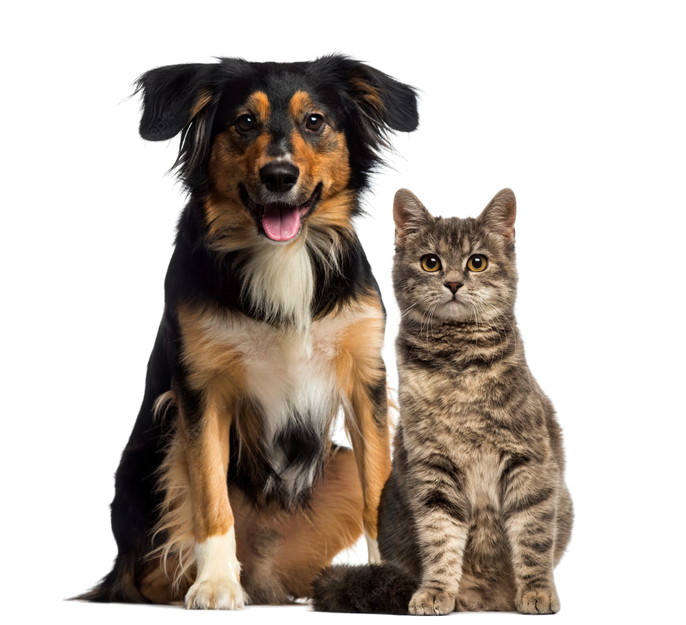 Pet Resort and Pet Boarding for cats and dogs