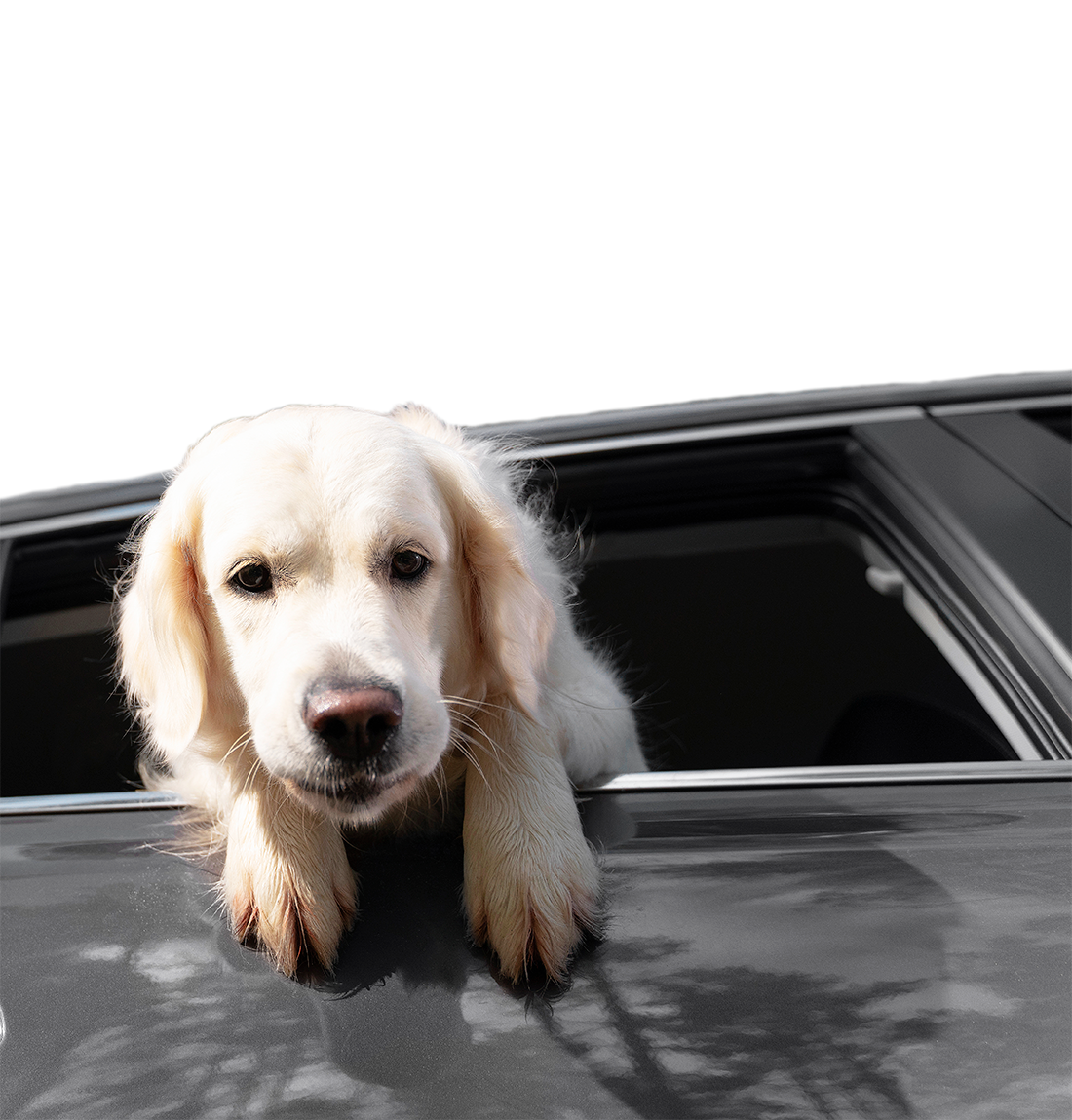 labrador during pet transport on the gold coast